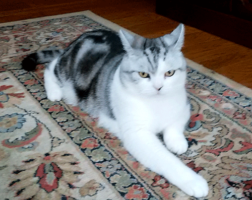 生まれ変わったら猫がいい？  毎日を有意義に過ごそう２ - 楽天ブログ