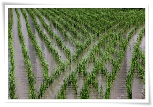 自宅近くの田んぼ-1 14.5.27