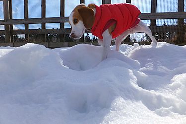 20160209歩きにくい？