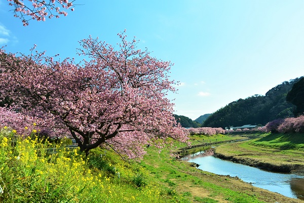 みなみの桜と菜の花まつり
