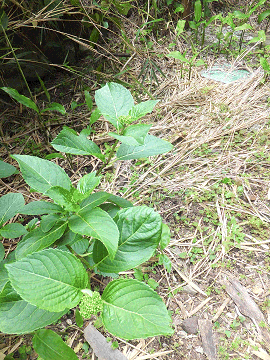 201505162.gif