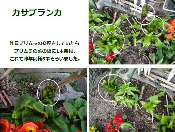 カサブランカの芽が5本、そろいました。
