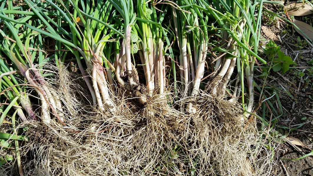 富津市 大玉スイカの栽培方法 苗の植え付け９日目 と島らっきょうの収穫 富津市 串焼 権兵衛 焼き鳥 赤鶏料理 居酒屋 刺身 チーズ料理 生ビール 地酒 寒ブリ 生海苔 生牡蠣 楽天ブログ