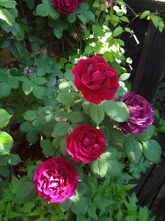 DSC05175.jpg