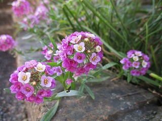 IMG_5822ss.jpg