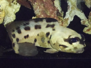Opistognathus latitabundus（Blotched Jawfish）1