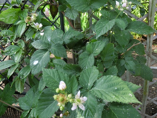 ブラックベリー花