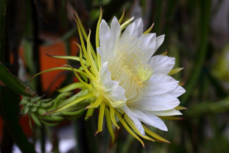 咲くやこの花館_003.jpg