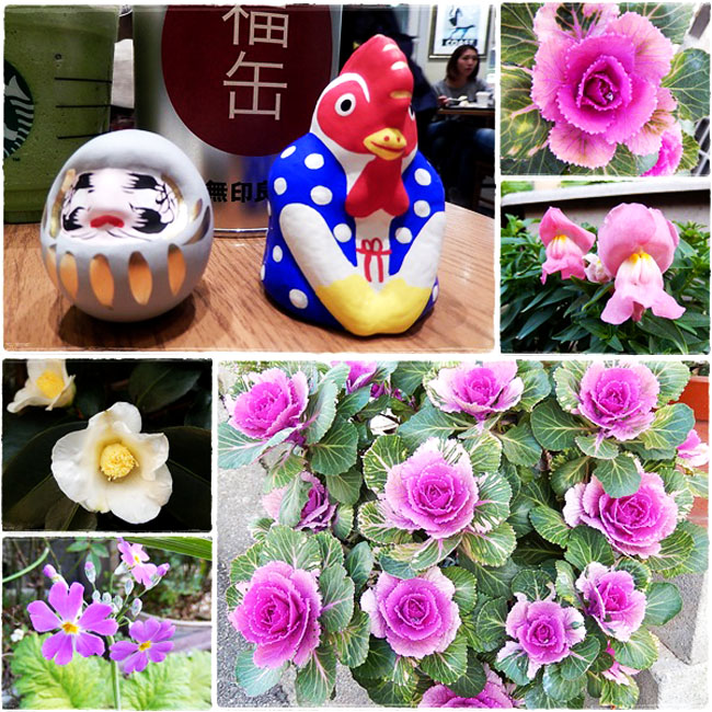 葉牡丹