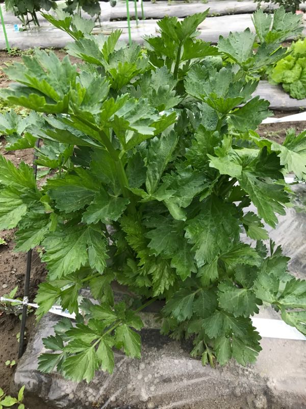 北海道でセロリ栽培 脇芽かき 北海道de菜園生活 楽天ブログ