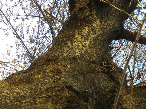 ４／８日曜日早朝の風景・太い桜の幹.JPG