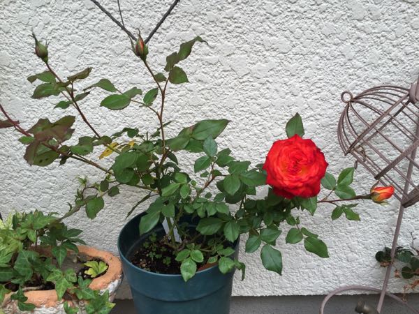 rblog-20151212230547-02.jpg