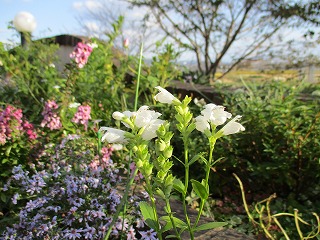 IMG_0639ss.jpg