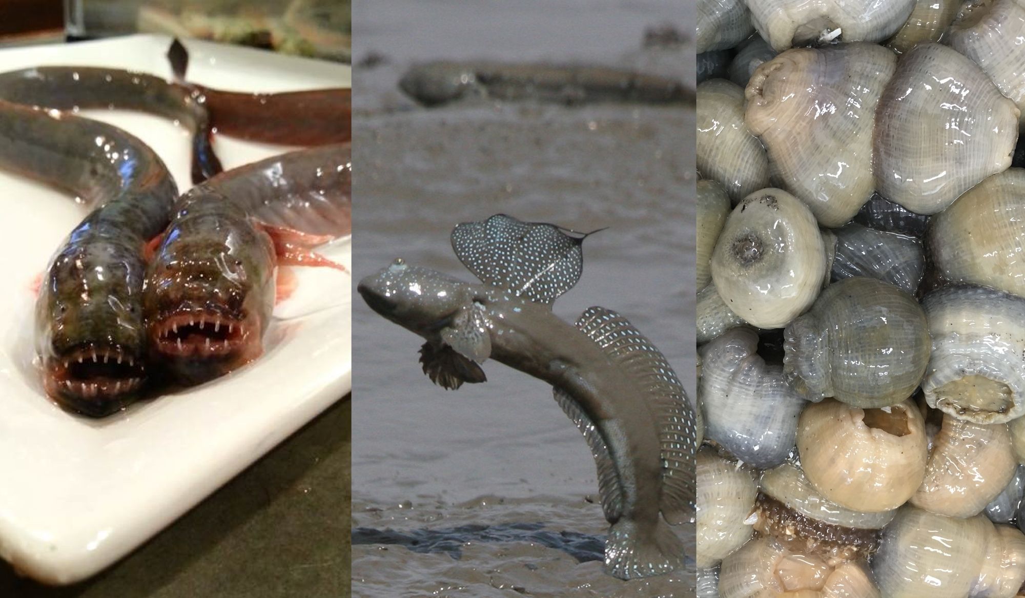 有明海の 珍魚 が餃子に 珍魚苑 が期間限定でopen Go Go 佐賀 さがサイコー さぁ いこう 楽天ブログ