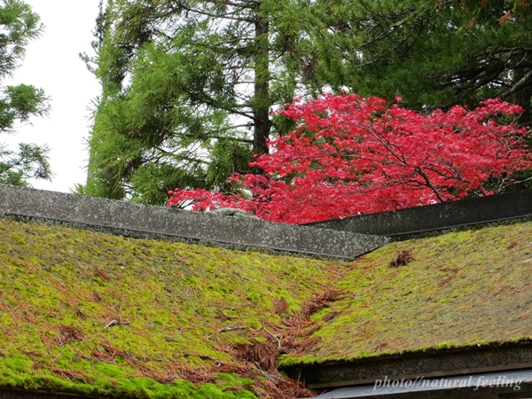 2高野山　紅葉　金剛峯寺5.JPG