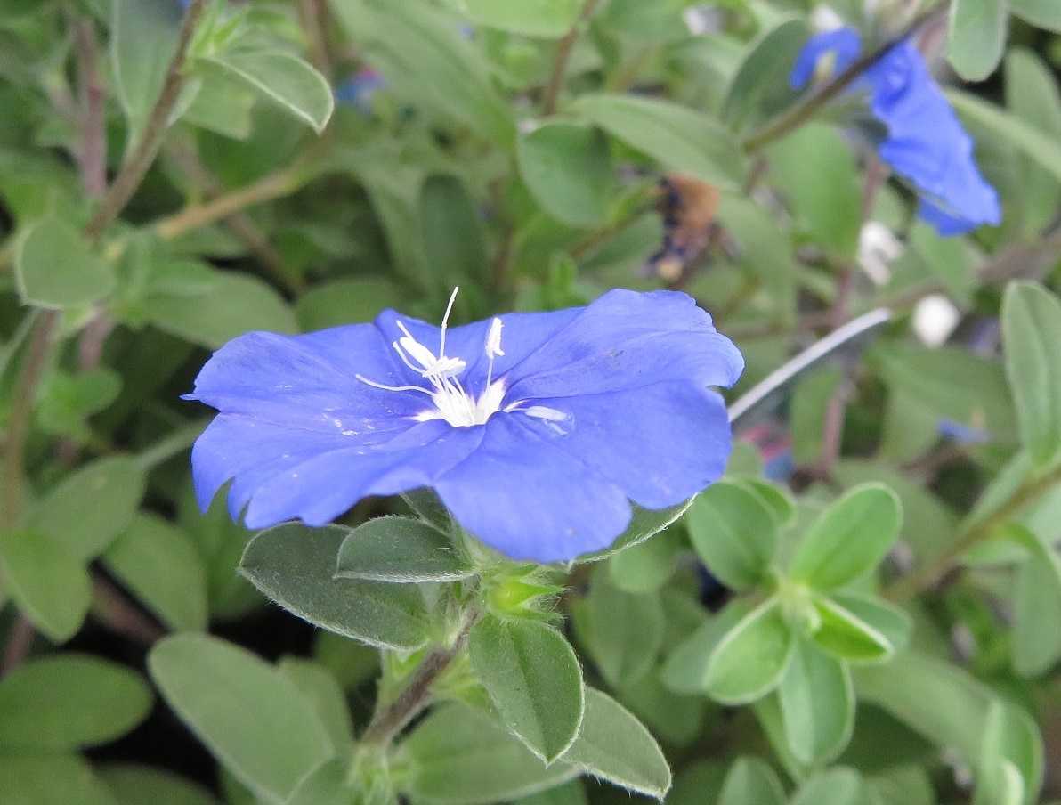 ベットから滑り落ち 花はアメリカンブルー だい のひとりごと 楽天ブログ