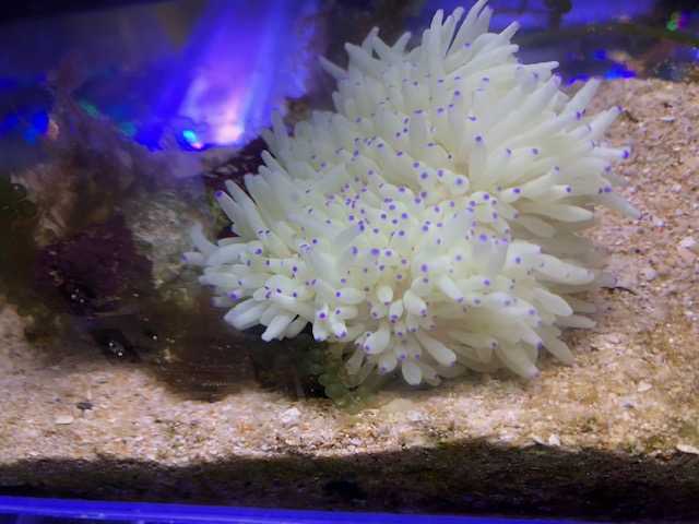 お迎え準備 海水魚飼育日記 楽天ブログ お迎え準備 海水魚飼育日記 楽天ブログ