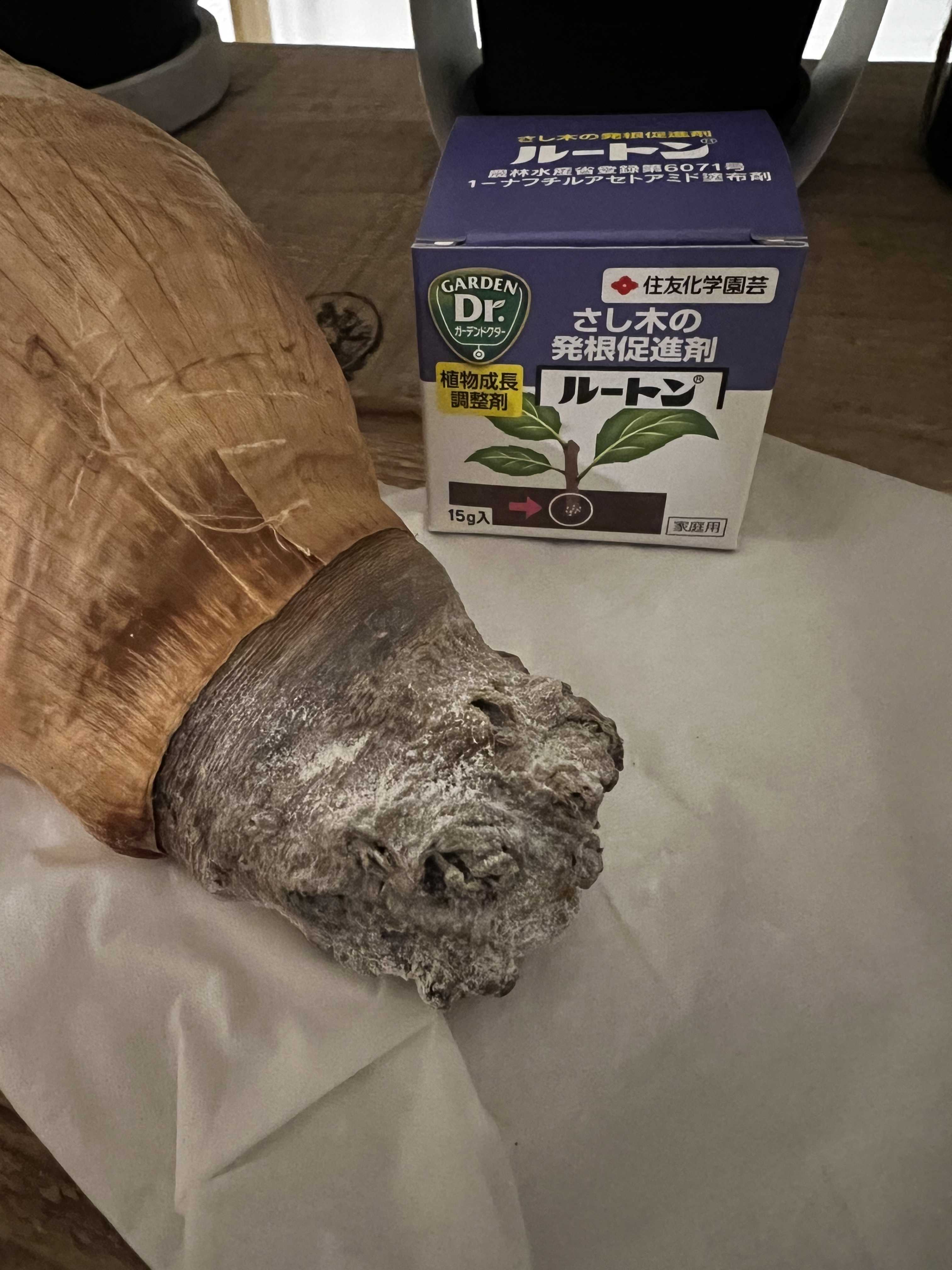 ブーファン ディスティチャ 発根管理① | 植物栽培初心者の