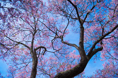 桜160424-1