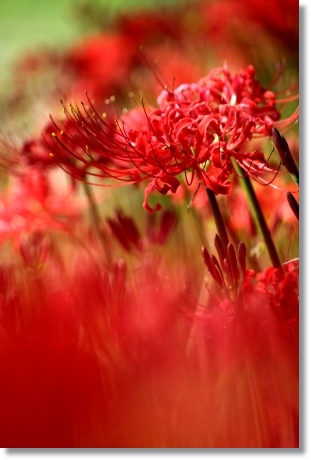 狐山古墳-6 ヒガンバナ-6 13.9.24