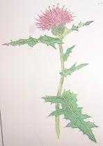 らんいんじょか 長き世日々日記 楽天ブログ