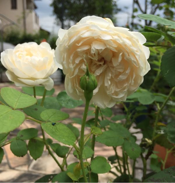 rblog-20160625211621-02.jpg