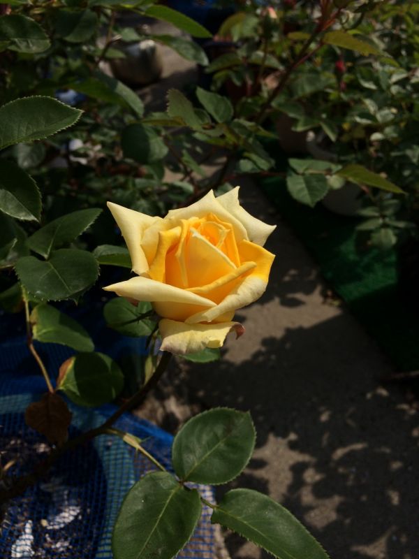 rblog-20140509112127-00.jpg