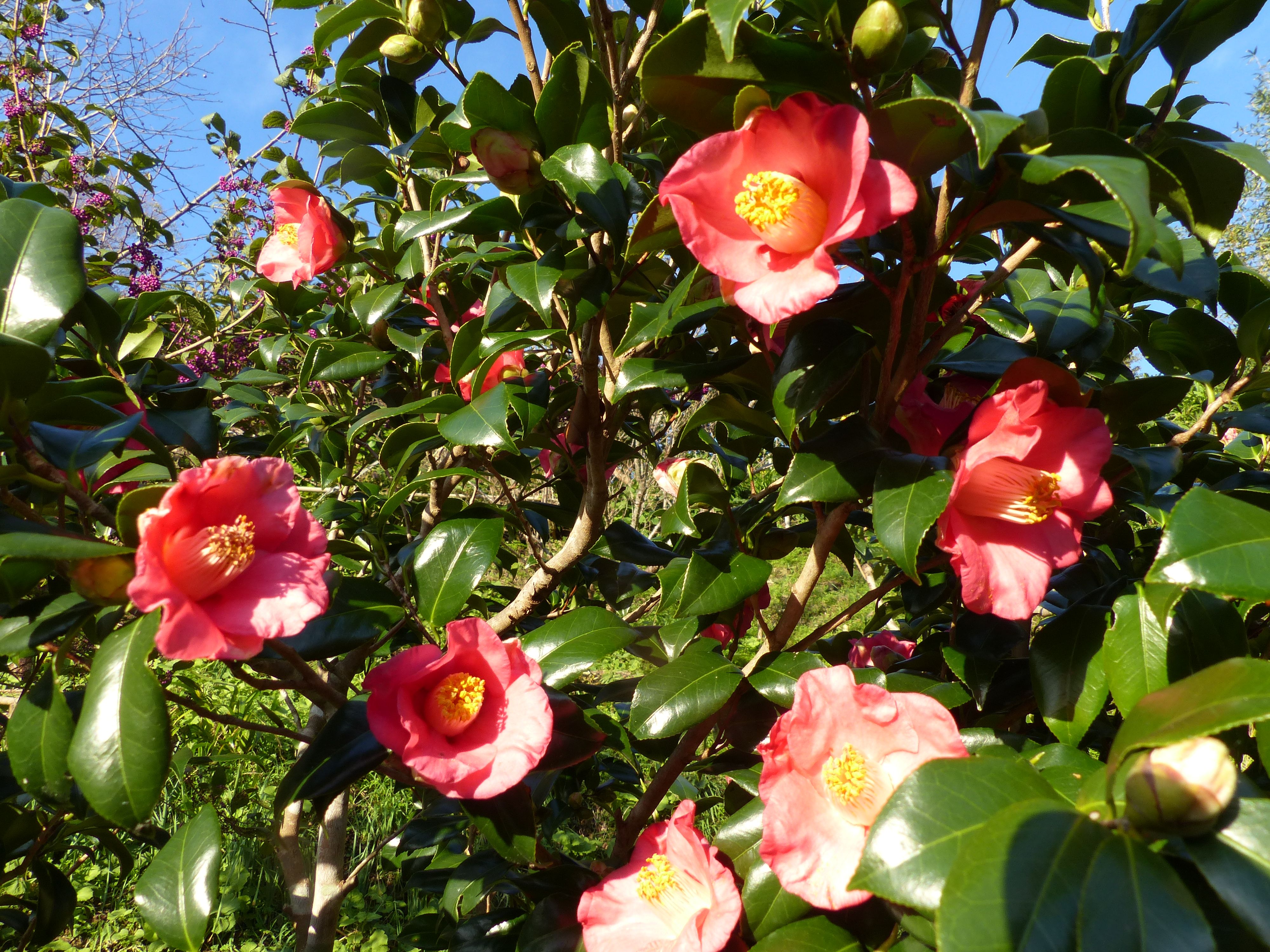薮椿の花も 満開です。 オープンガーデン 楽天ブログ