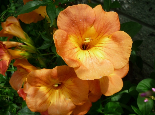 P1150406 (500x374).jpg