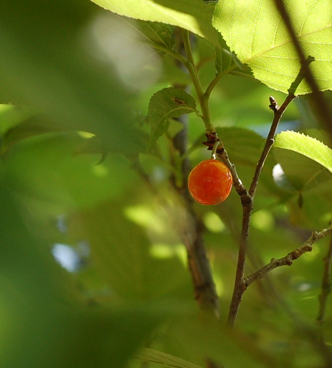DSC_0050.JPG