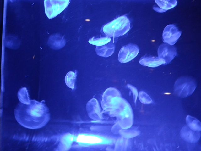 DSCF9194.JPG