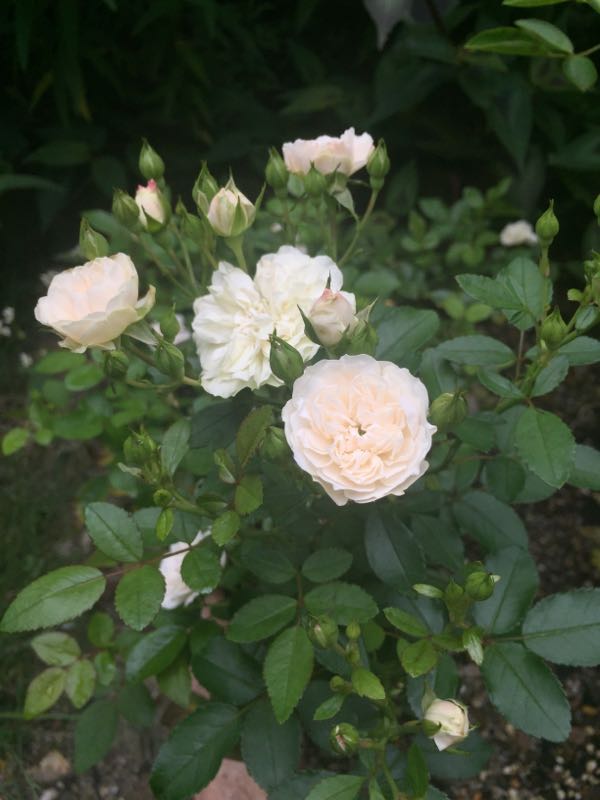 rblog-20160717155707-00.jpg