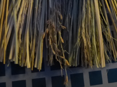 P1110053 - コピー.JPG