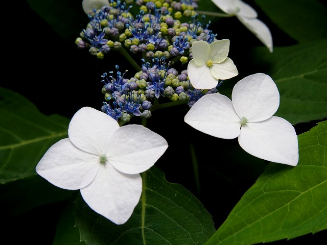 P5290151.jpg