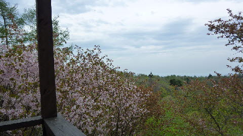 峠の茶屋の桜