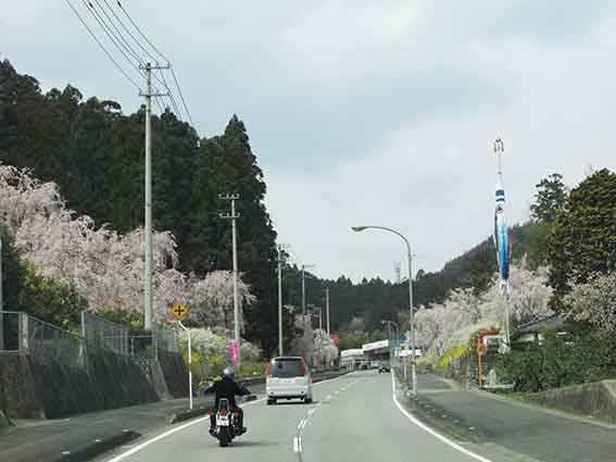 神山の桜-02♪
