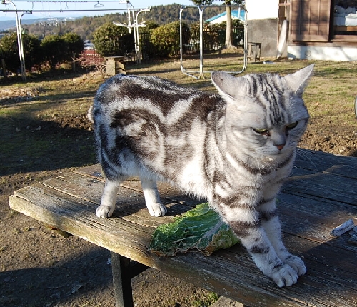 DSC_0082.JPG
