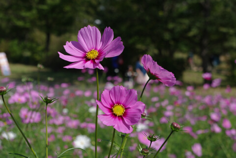 花の丘のコスモス