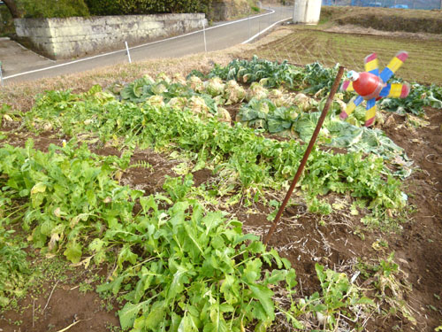 菜園手前２.jpg