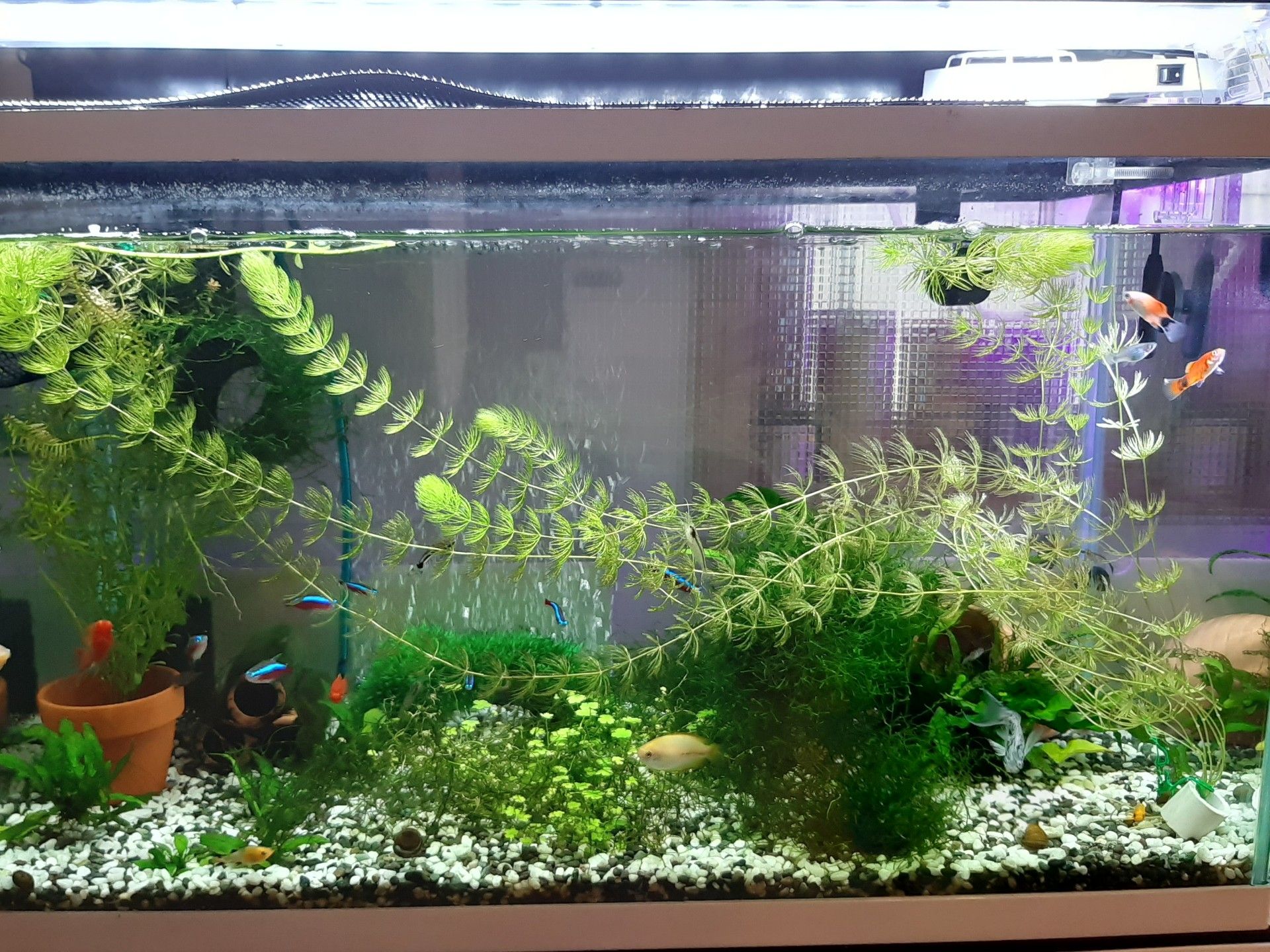 マツモ きゃらめしあん の ブログ 楽天ブログ