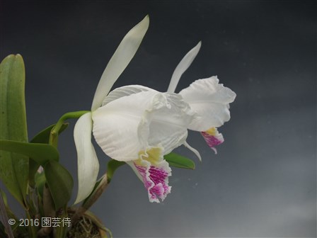 C. lueddenmannniana 'Stanleyi' FCC/RHS 20160305-2