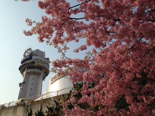 kawazuzakura