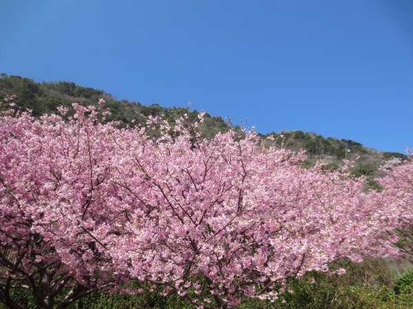 城ヶ崎桜