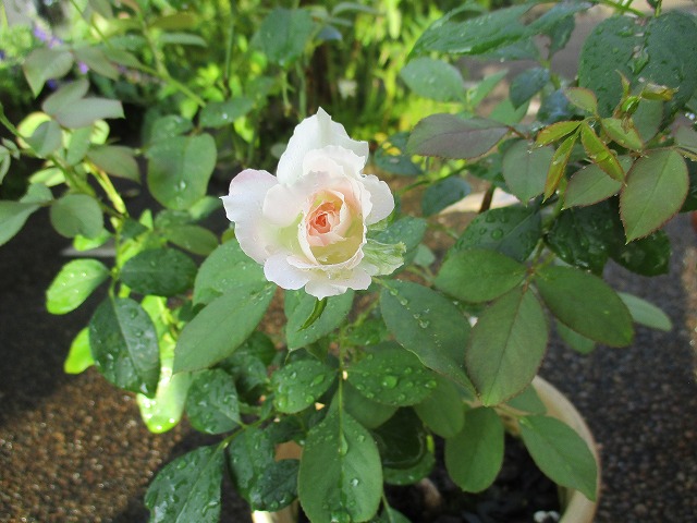 IMG_9194ss.jpg