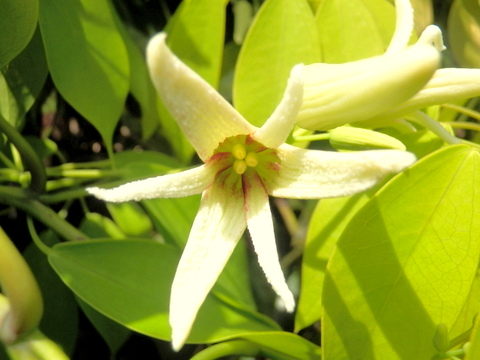 ムベの花一輪