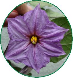 秋ナスの花