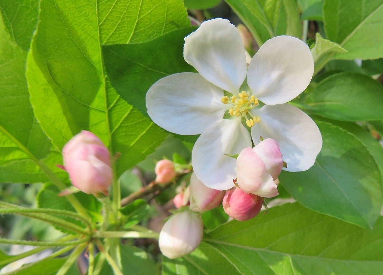 熱が下がった 花はヒメリンゴ ブラキカム ヒメコギク だい のひとりごと 楽天ブログ