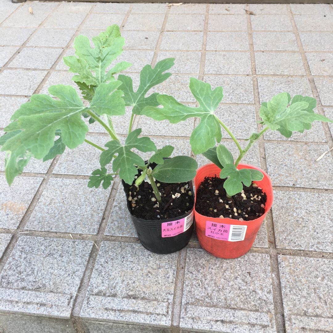 スイカ苗植えとサトイモの発芽 Futtutyの菜園ブログ 楽天ブログ