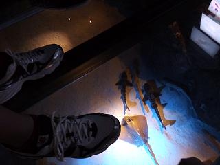P1110621水族館８.jpg