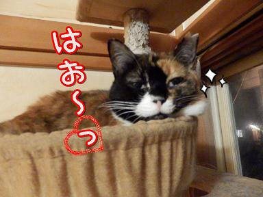 たこ○はお.JPG